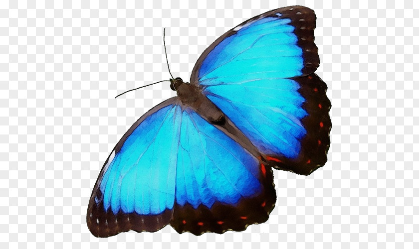 Brush-footed Butterflies Microsoft Azure PNG