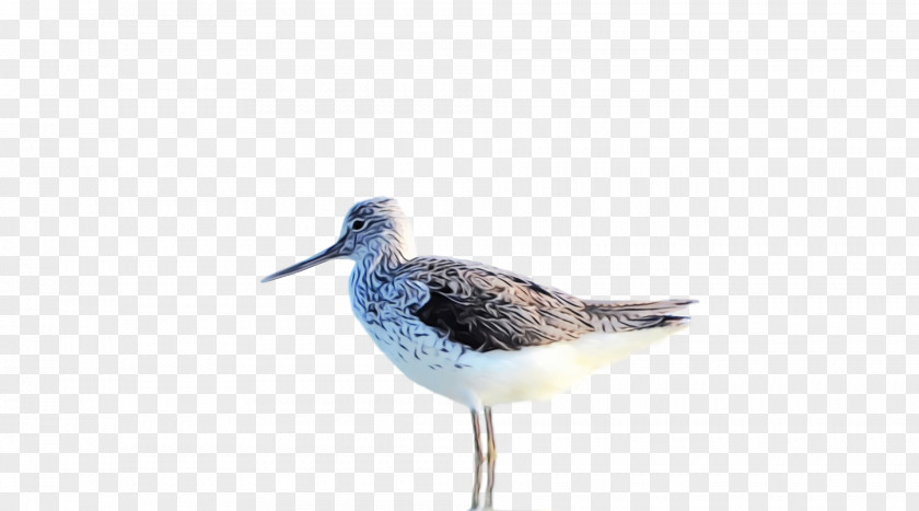 Common Redshank Snipe Beak PNG