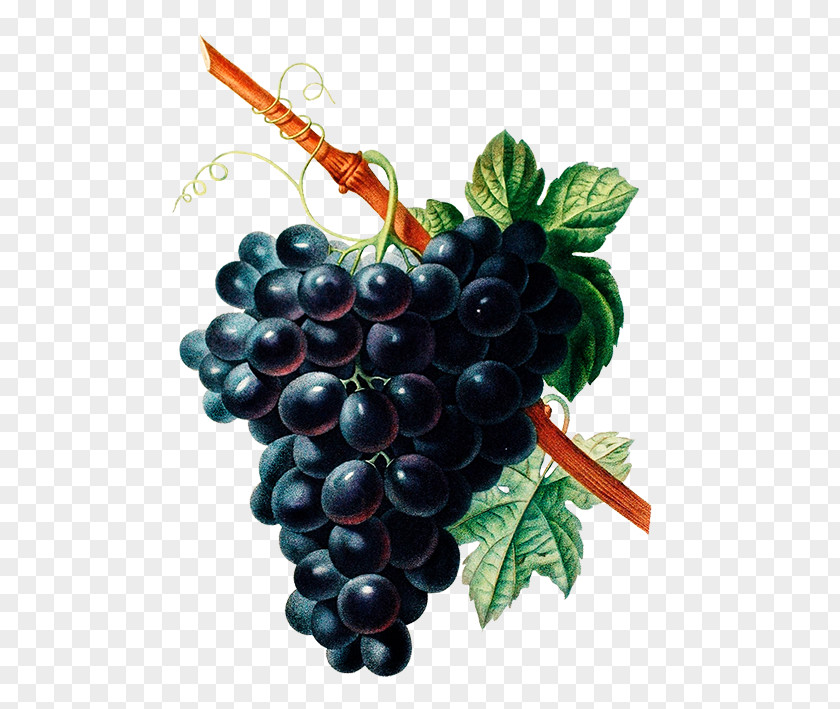 Grape Common Vine Botany Wine Drawing PNG