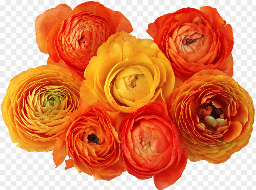 Orange Flowers Flower Digital Image Clip Art PNG