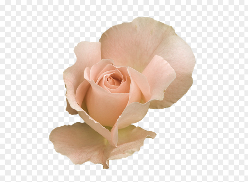 Rose Flower Desktop Wallpaper Clip Art PNG