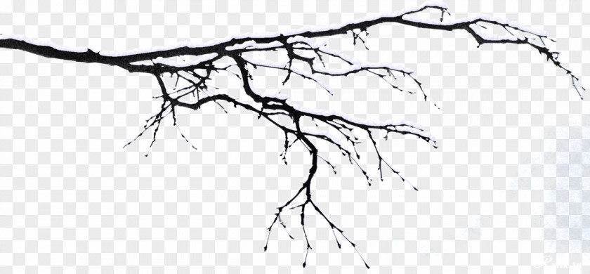 Tree Twig Branch Snow PNG