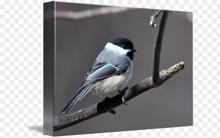 Chickadee Swallow Gallery Wrap Canvas American Sparrows PNG
