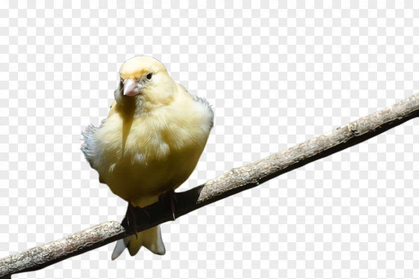 Feather Twig PNG