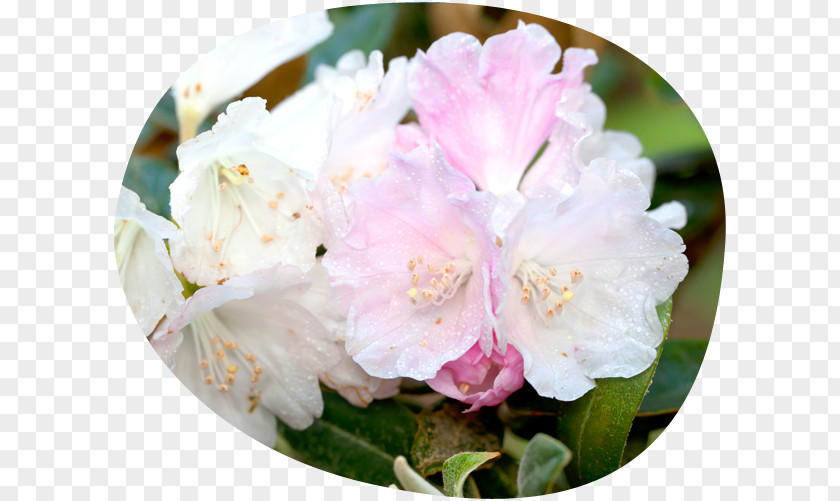 Flower Symphony Azalea Rhododendron Pink M PNG