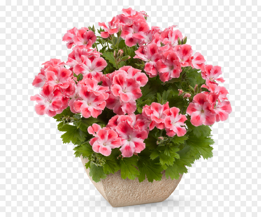 Perennial Plant Pink Family Flower Cartoon PNG