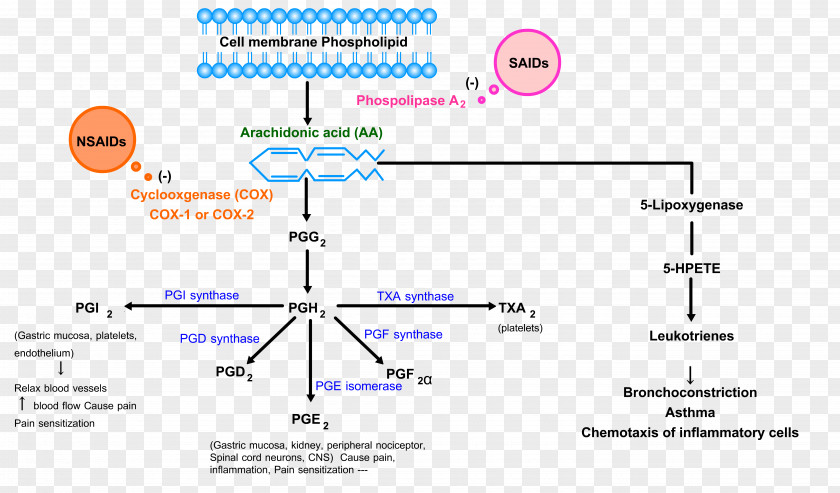 Preimplantation Genetic Diagnosis Nonsteroidal Anti-inflammatory Drug Cyclooxygenase Ache Inflammation Analgesic PNG