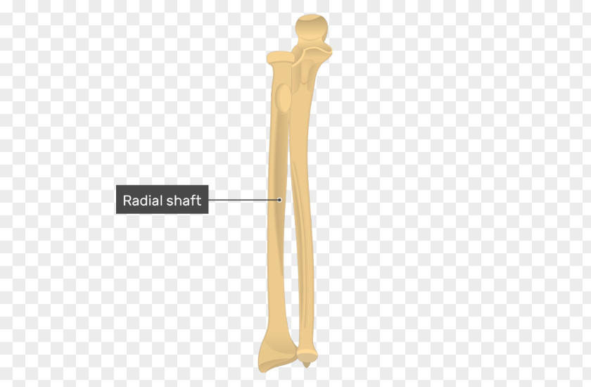 Ulnar Styloid Process Radius Anatomy Bone PNG