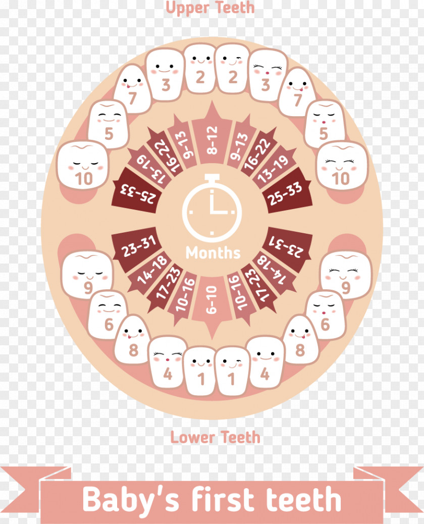 Vector Cartoon Baby Teeth For Dental Protection Notes Teething Infant Deciduous Human Tooth PNG