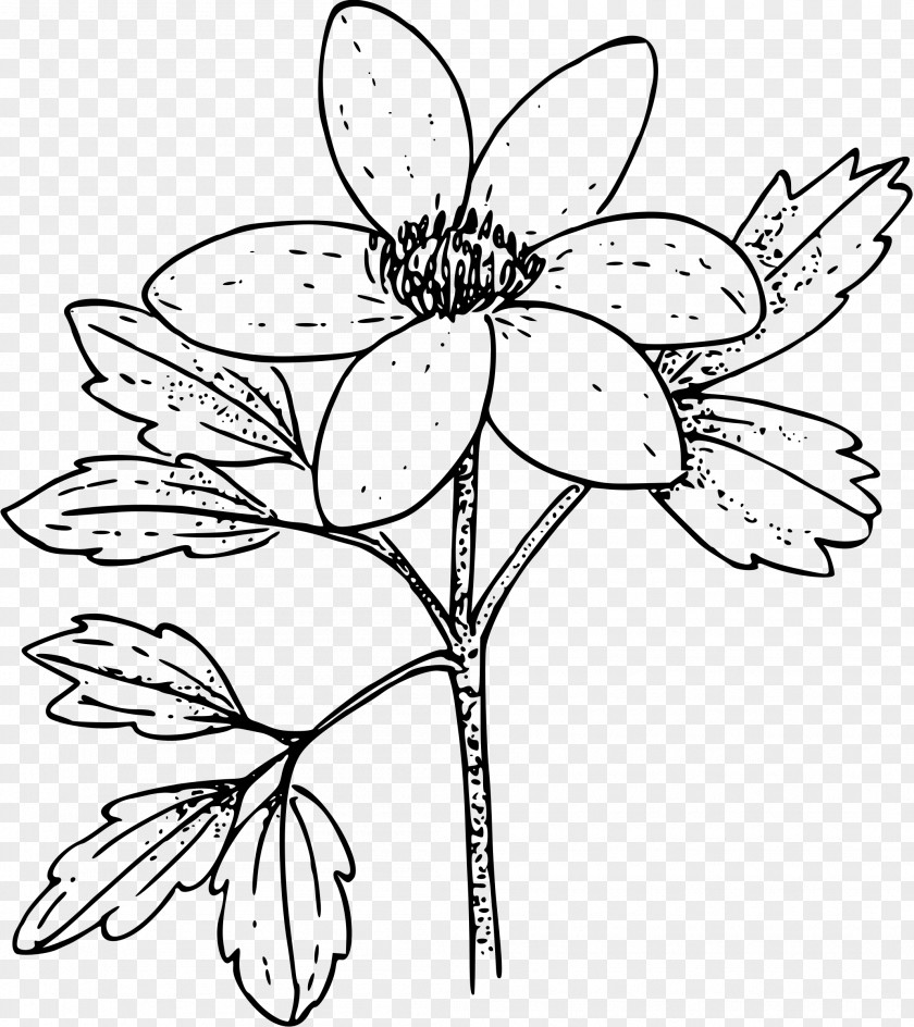 Anemone Coloring Book Nemorosa Flower Clip Art PNG