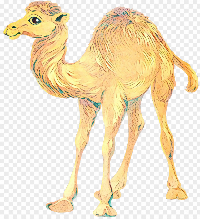 Bactrian Camel Dromedary Clip Art Drawing PNG