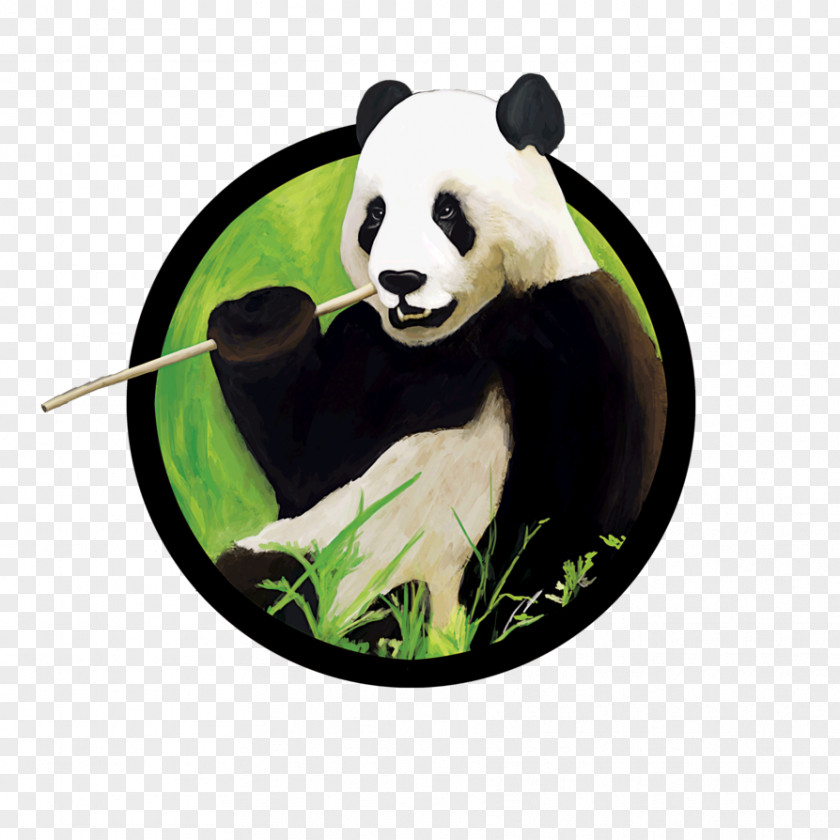 Bear Chengdu Research Base Of Giant Panda Breeding Sichuan Sanctuaries Image PNG