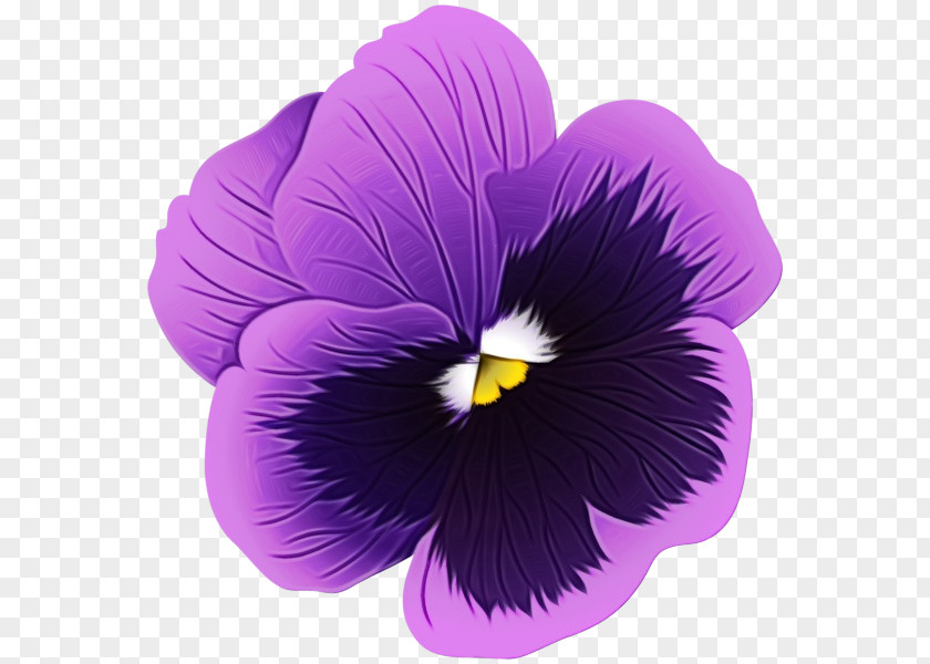 Pansy Viola Violet Flower Petal Purple Plant PNG