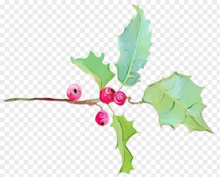 Plant Stem Tree Holly PNG