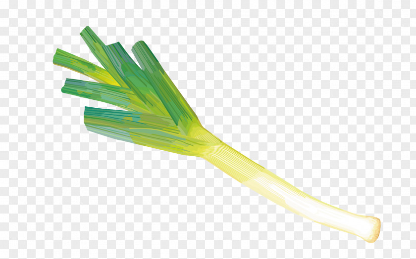 Vector Onion Scallion Allium Fistulosum Chinense PNG