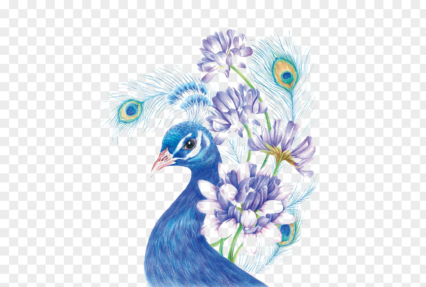 Blue Peacock Drawing Colored Pencil Painting Sketch PNG