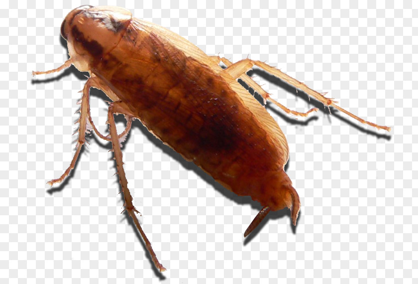 Cockroach Insect Dubia Roach Mealworm Weevil PNG