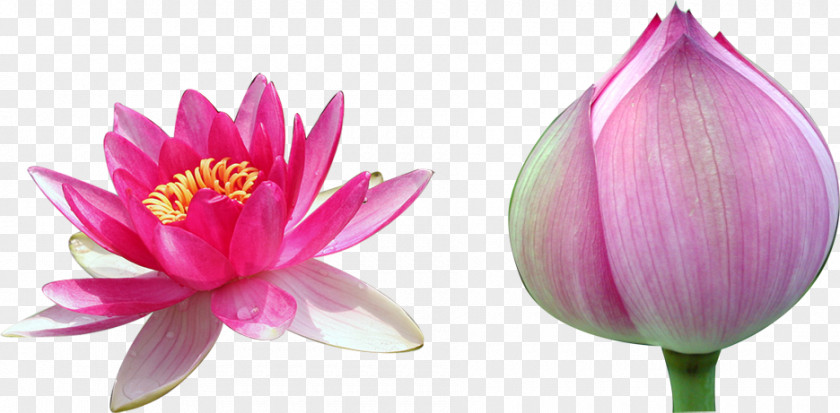 Two Lotus Nelumbo Nucifera PNG