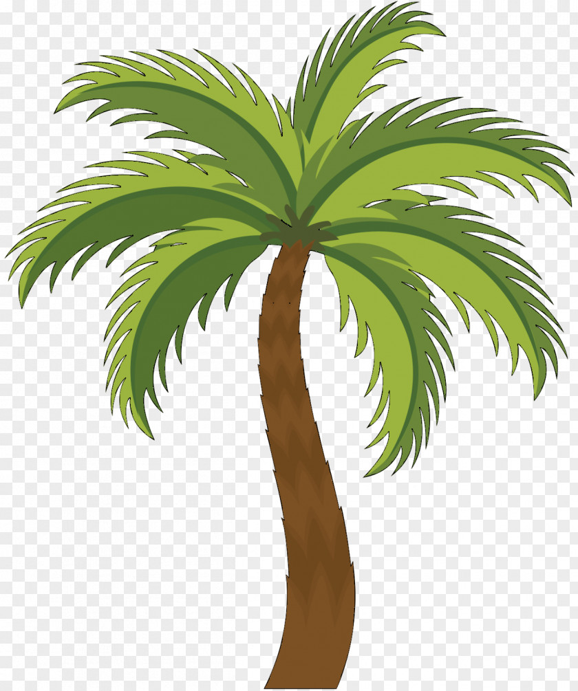 Asian Palmyra Palm Trees Trachycarpus Fortunei Chamaerops Humilis PNG