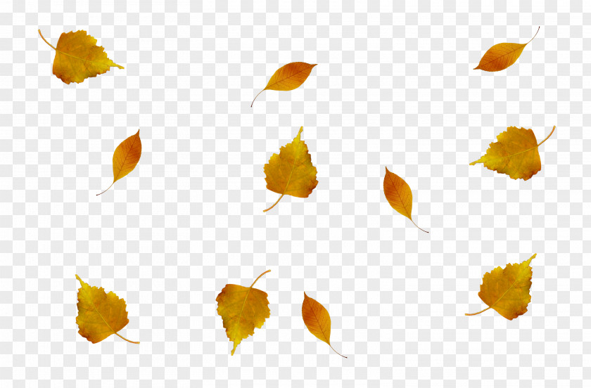 Autumn Leaves Leaf Light Vascular Plant PNG