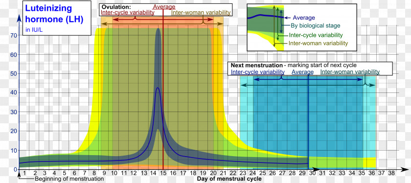 Cicle Timer Follicle-stimulating Hormone Luteinizing Gonadotropin Anterior Pituitary PNG