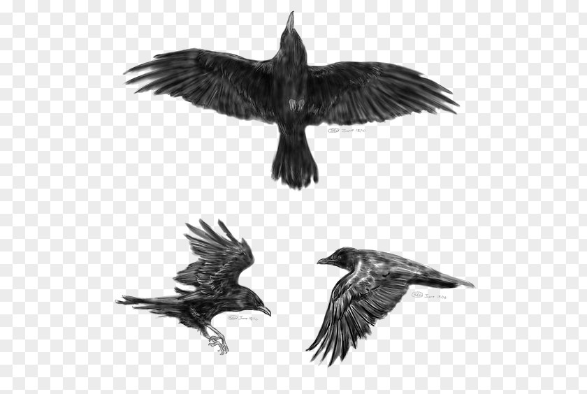 Crow Common Raven Flight Tattoo Idea Little PNG