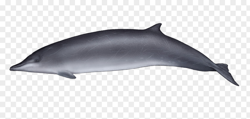 Grey Whale Common Bottlenose Dolphin Wholphin Tucuxi Short-beaked Rough-toothed PNG