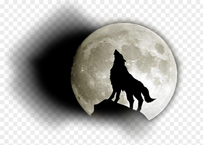 Moon Siberian Husky Full Black Wolf Wolfdog PNG