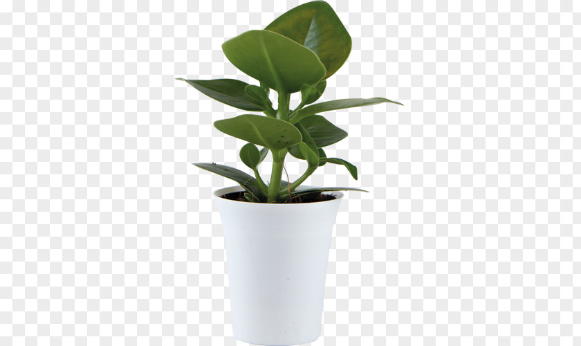 Orchid Leaves Houseplant Plants Leaf Flowerpot Plant Stem PNG