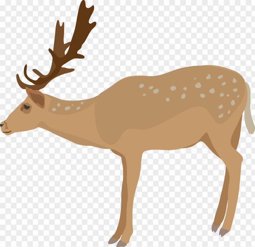 Realistic Reindeer Cliparts White-tailed Deer Clip Art PNG