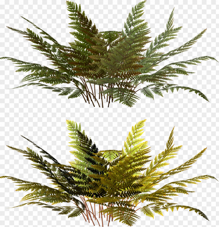 Watercolor Fern Vascular Plant Clip Art PNG