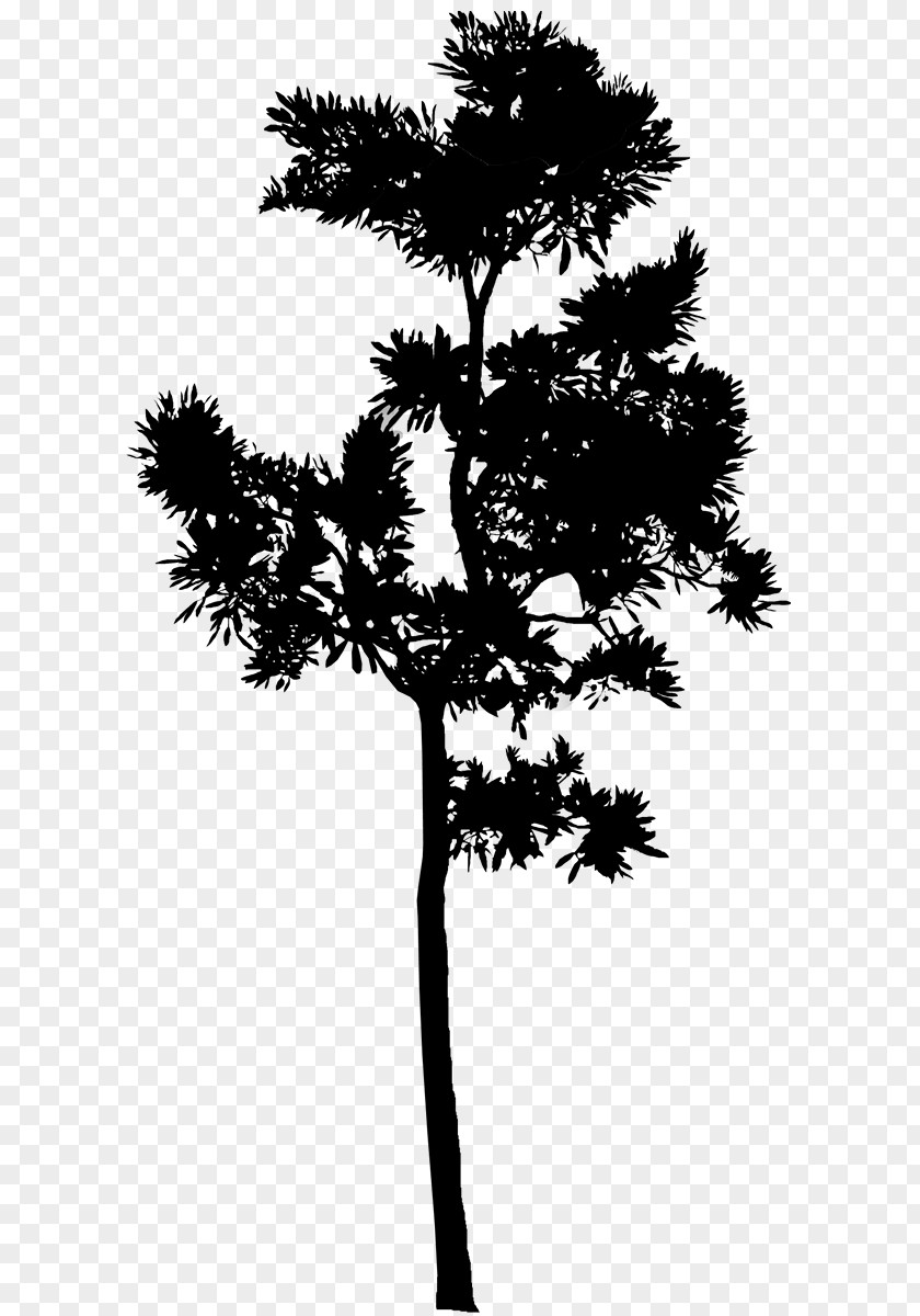 Pine Houseplant Tree Asian Palmyra Palm Leaf PNG