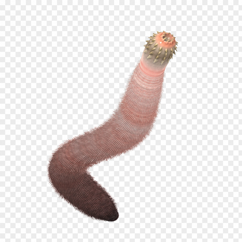 Worm Burgess Shale Ancalagon Priapulida Cambrian PNG