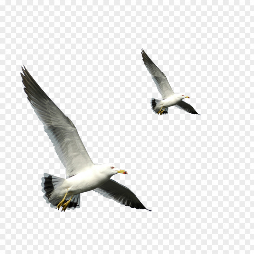 European Herring Gull Bird Flight Gulls PNG