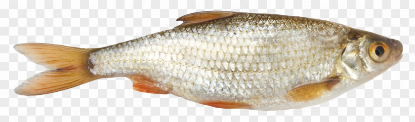 Fish As Food Common Roach Seafood Vobla PNG