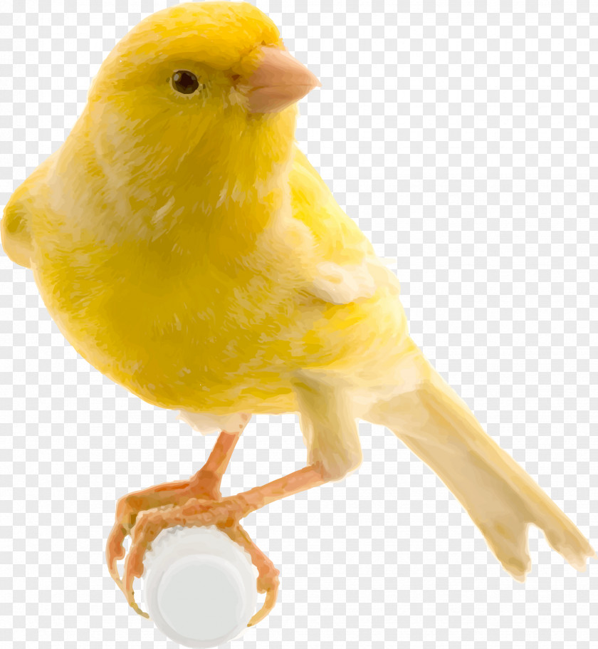 Parrot Bird Food Red Factor Canary Yellow Finch PNG