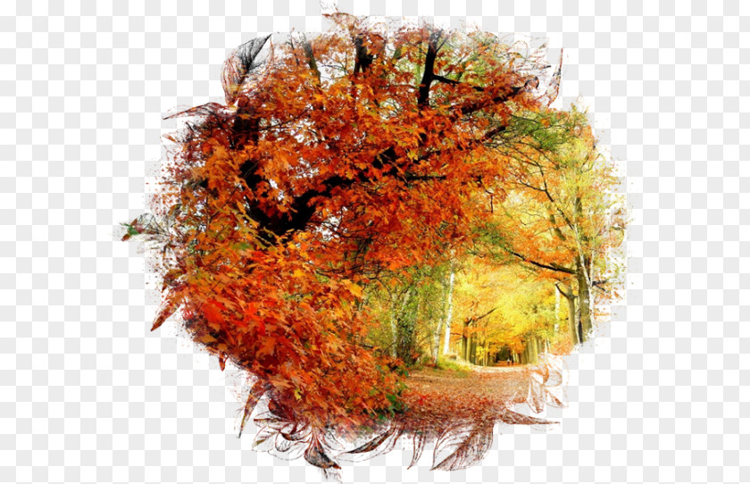 Autumn Desktop Wallpaper Ultra-high-definition Television UXGA 4K Resolution PNG