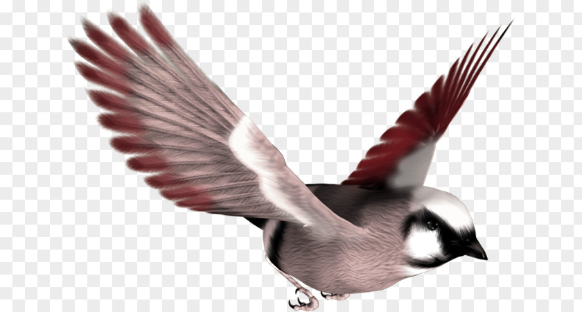 Bird Clip Art PNG