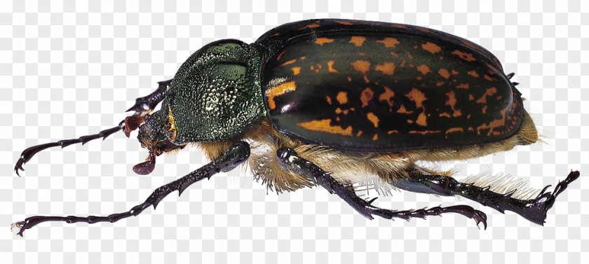 Black Beetle Hercules Scarabs Locust PNG