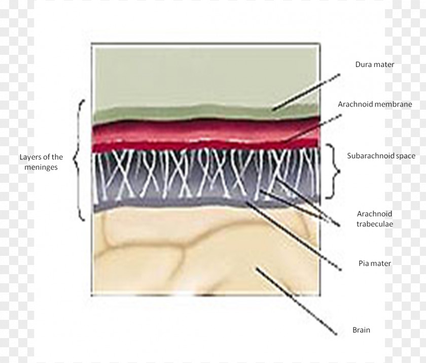 Brain Gray's Anatomy Meninges Dura Mater Cerebellar Tentorium PNG