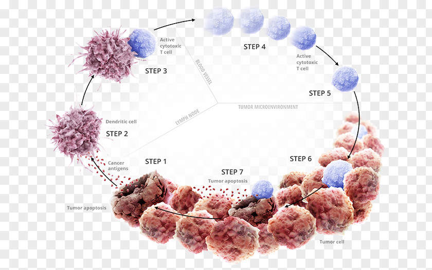 Cancer Immunotherapy Immune System PD-L1 PNG