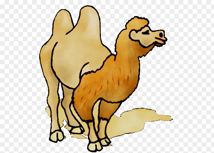 Clip Art Dromedary Free Content Image PNG