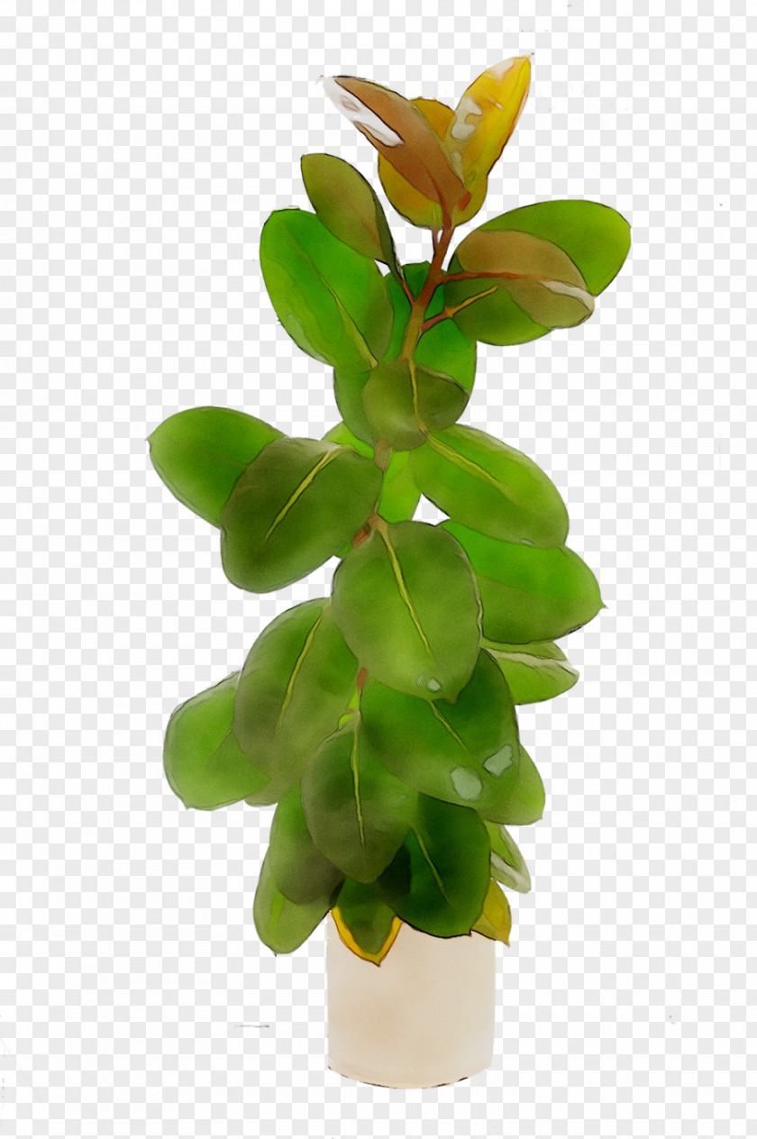 Rubber Fig Weeping Fiddle-leaf Plants Stock Photography PNG