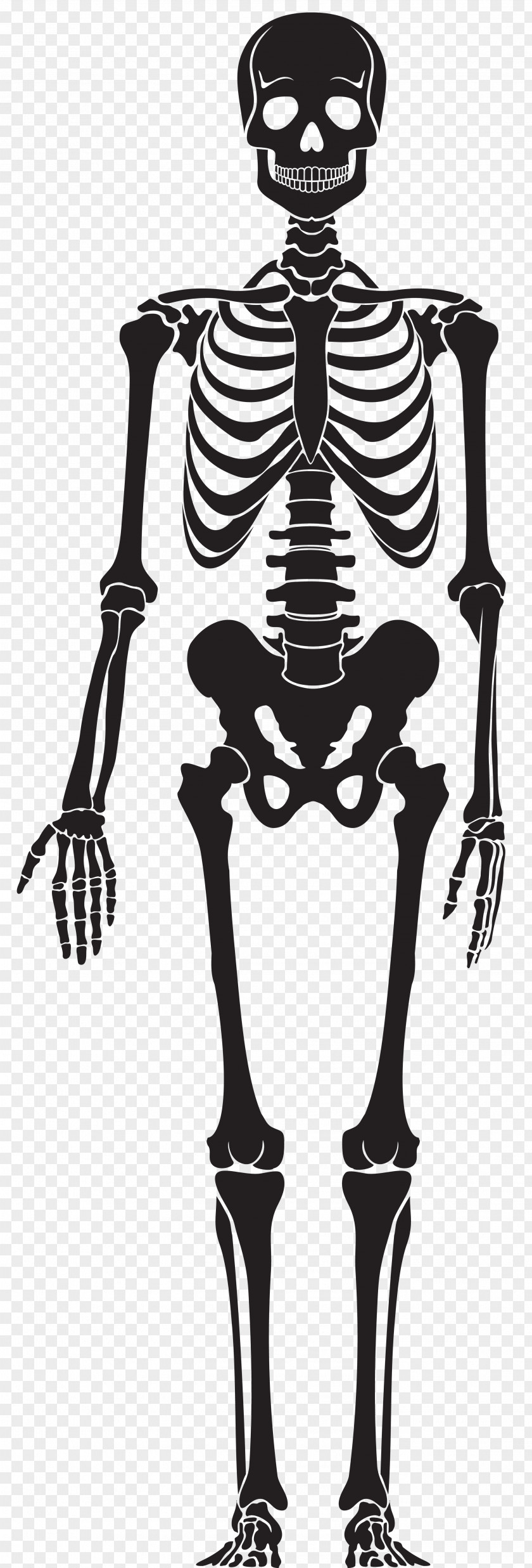 Stump Human Skeleton Skull PNG