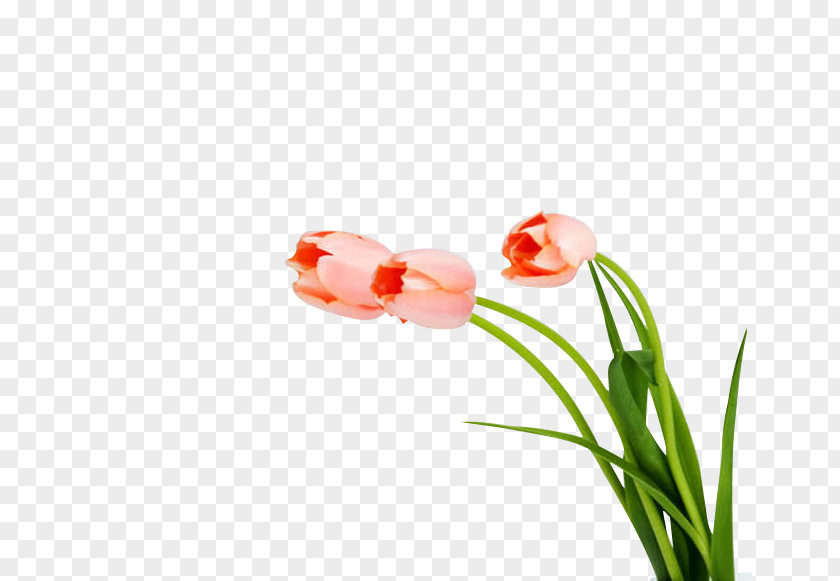 Tulips Hi Friend! Desktop Environment Multimeter Wallpaper PNG