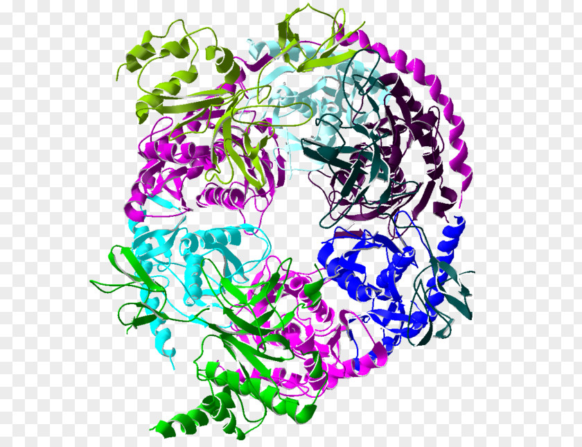 Exosome Complex RNA Protein Exoribonuclease Cell PNG
