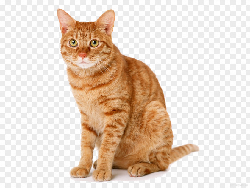 Feline A Mango-Shaped Space Cat American Library Association Kitten Adoption PNG