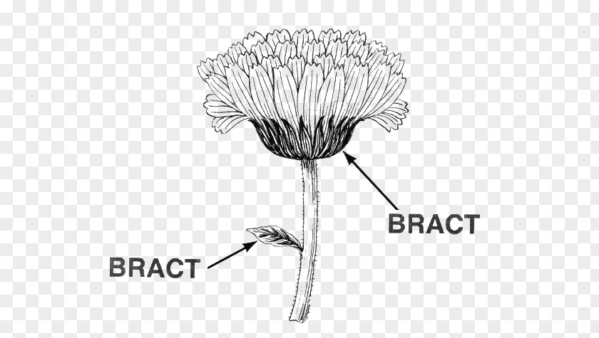 Leaf Bract Flower Diagram Poinsettia PNG