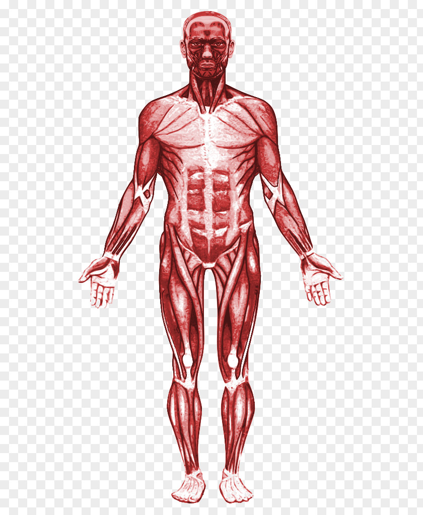 Muscle Tibialis Anterior Anatomy Calf PNG