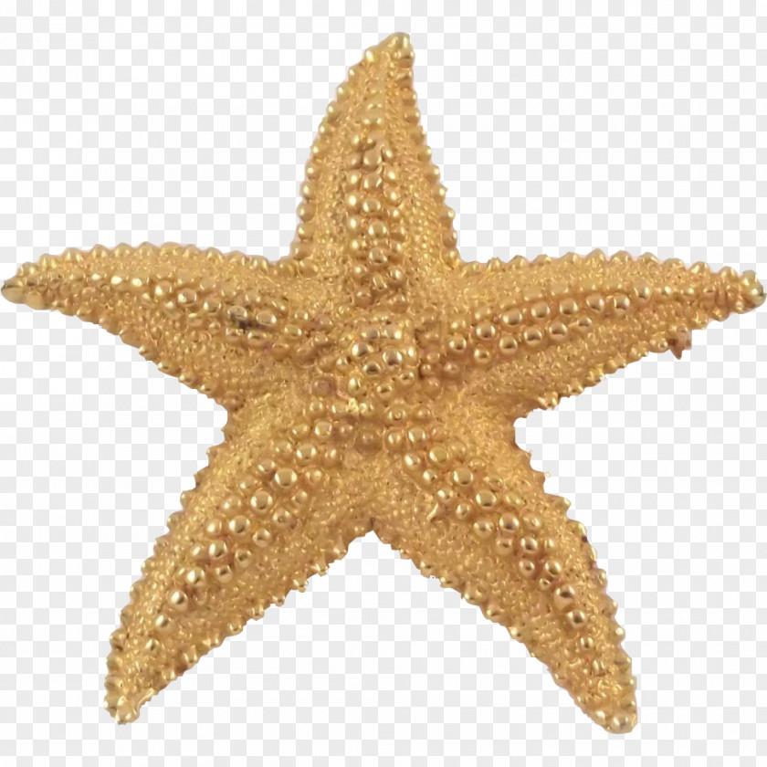 Starfish Marine Invertebrates Gold Echinoderm PNG